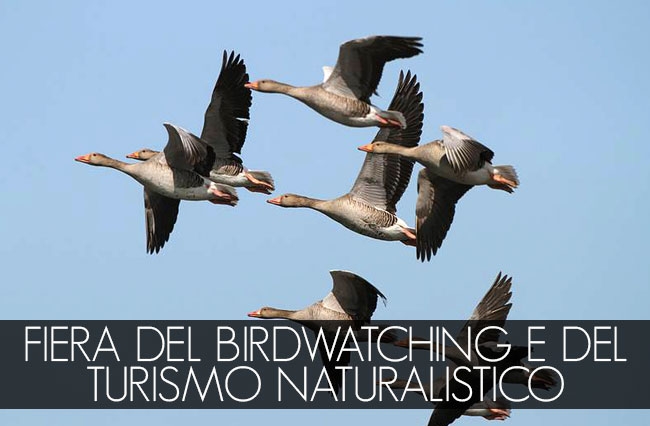 birdwatching-castiglione-della-pescaia