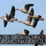 birdwatching-castiglione-della-pescaia
